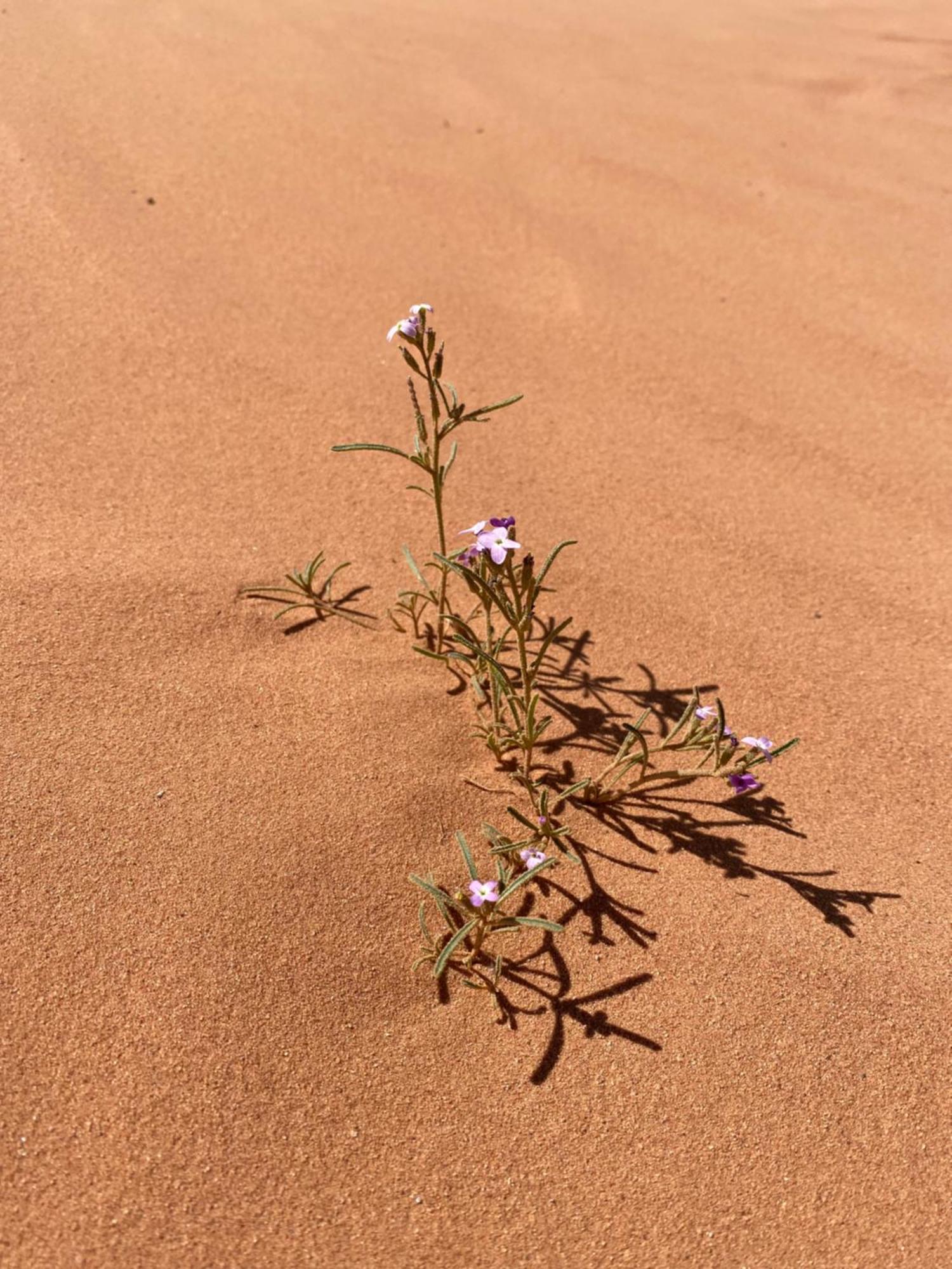 Desert'S Soul Wadi Rum Ad Disah Exterior photo