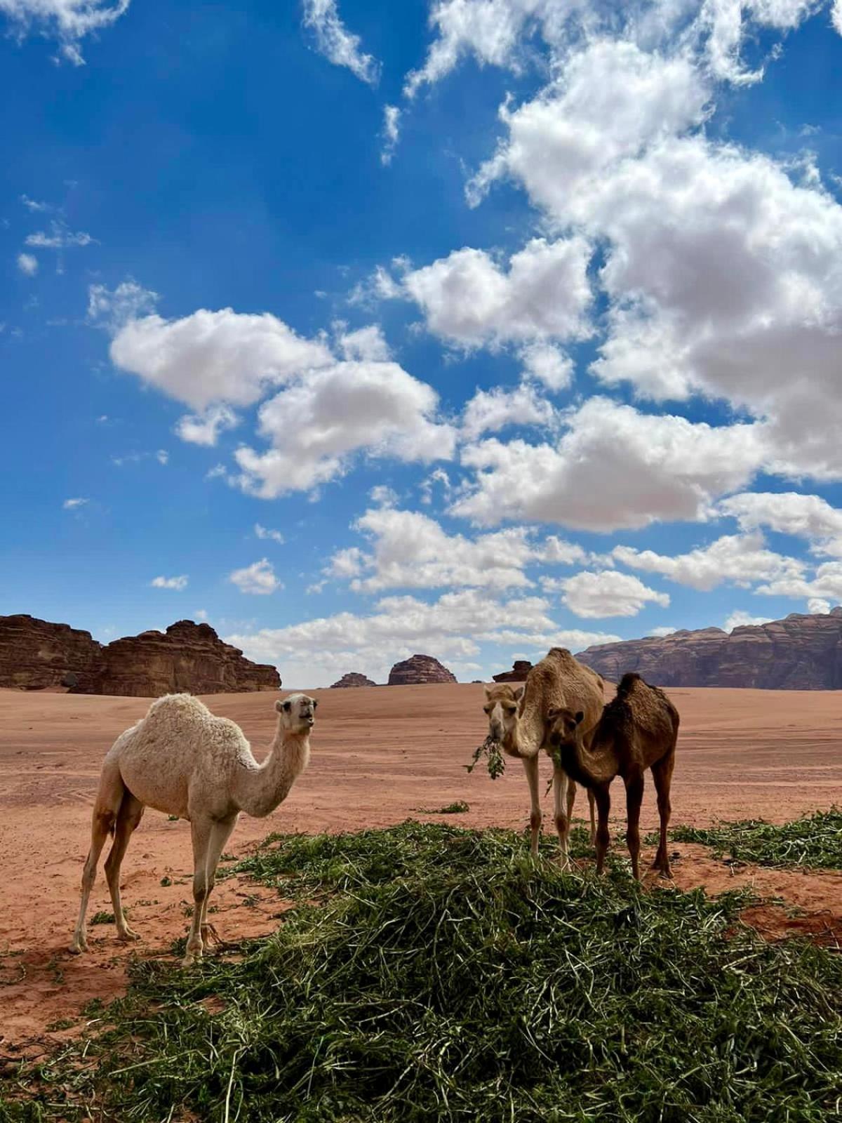 Desert'S Soul Wadi Rum Ad Disah Exterior photo