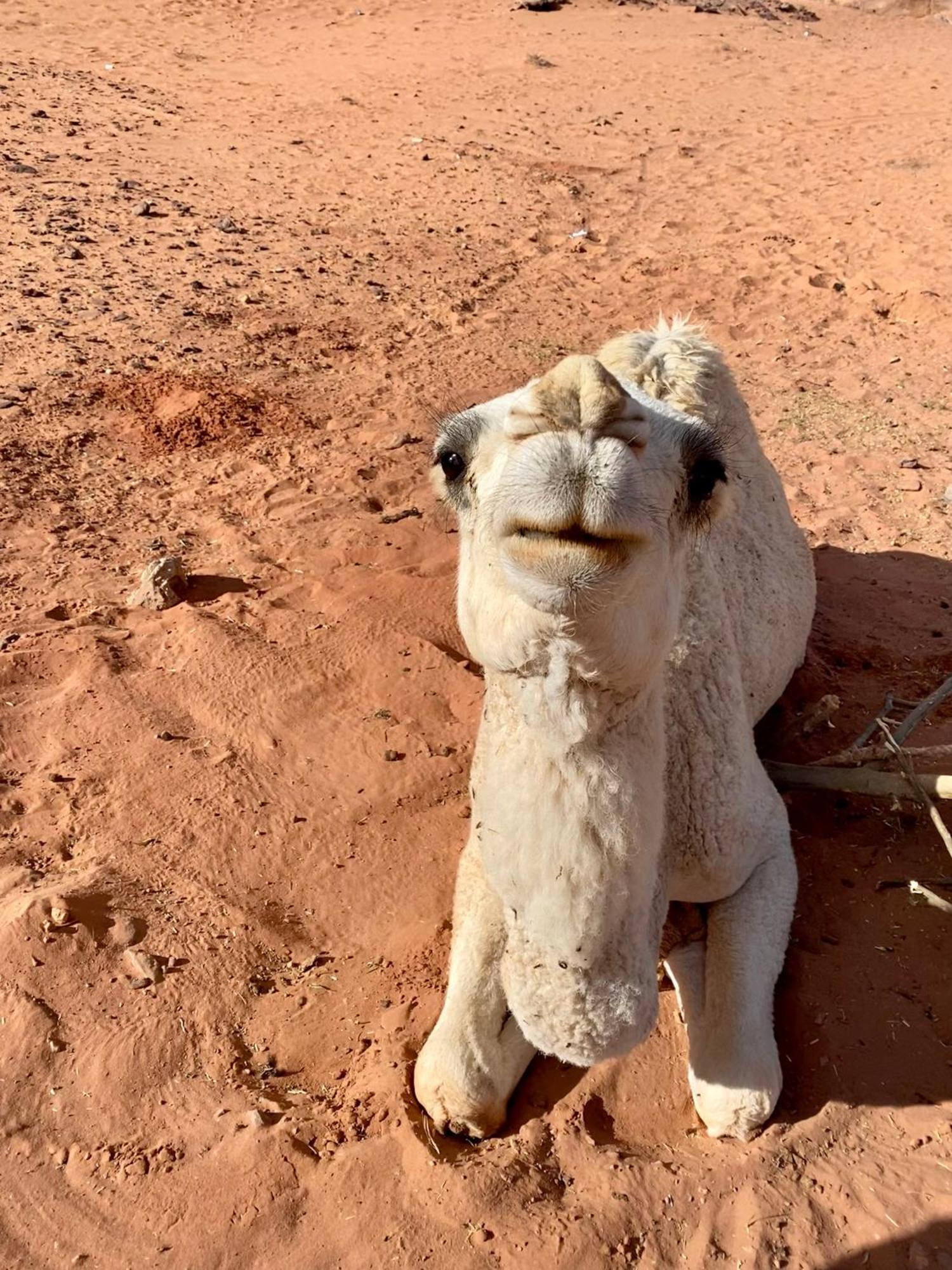 Desert'S Soul Wadi Rum Ad Disah Exterior photo